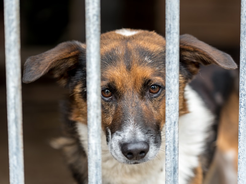 Animal Welfare